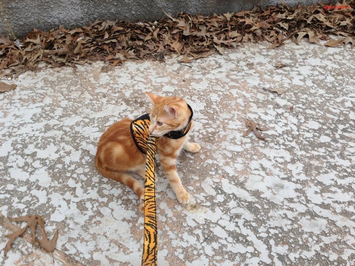 Holster Leash (Made in USA) - The Snag Bin