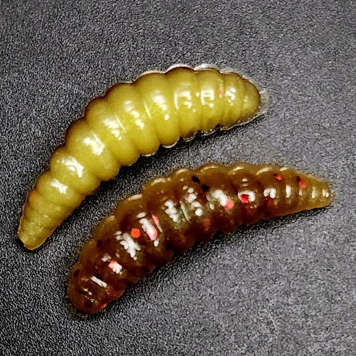 Jar of 1" Waxworm "The Tater Bug" - The Snag Bin