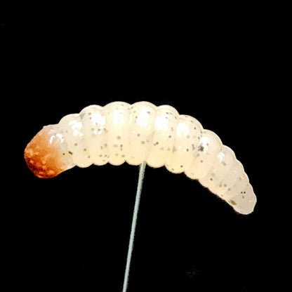 Jar of 1" Waxworm "The Tater Bug" - The Snag Bin