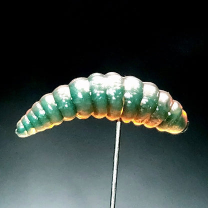 Jar of 1" Waxworm "The Tater Bug" - The Snag Bin