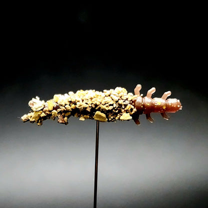 Jar of 1.3" Caddis Fly Larvae "Stream Weaver" - The Snag Bin