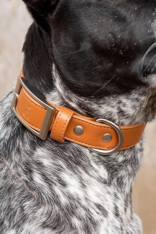 Leather Dog Collar - The Snag Bin