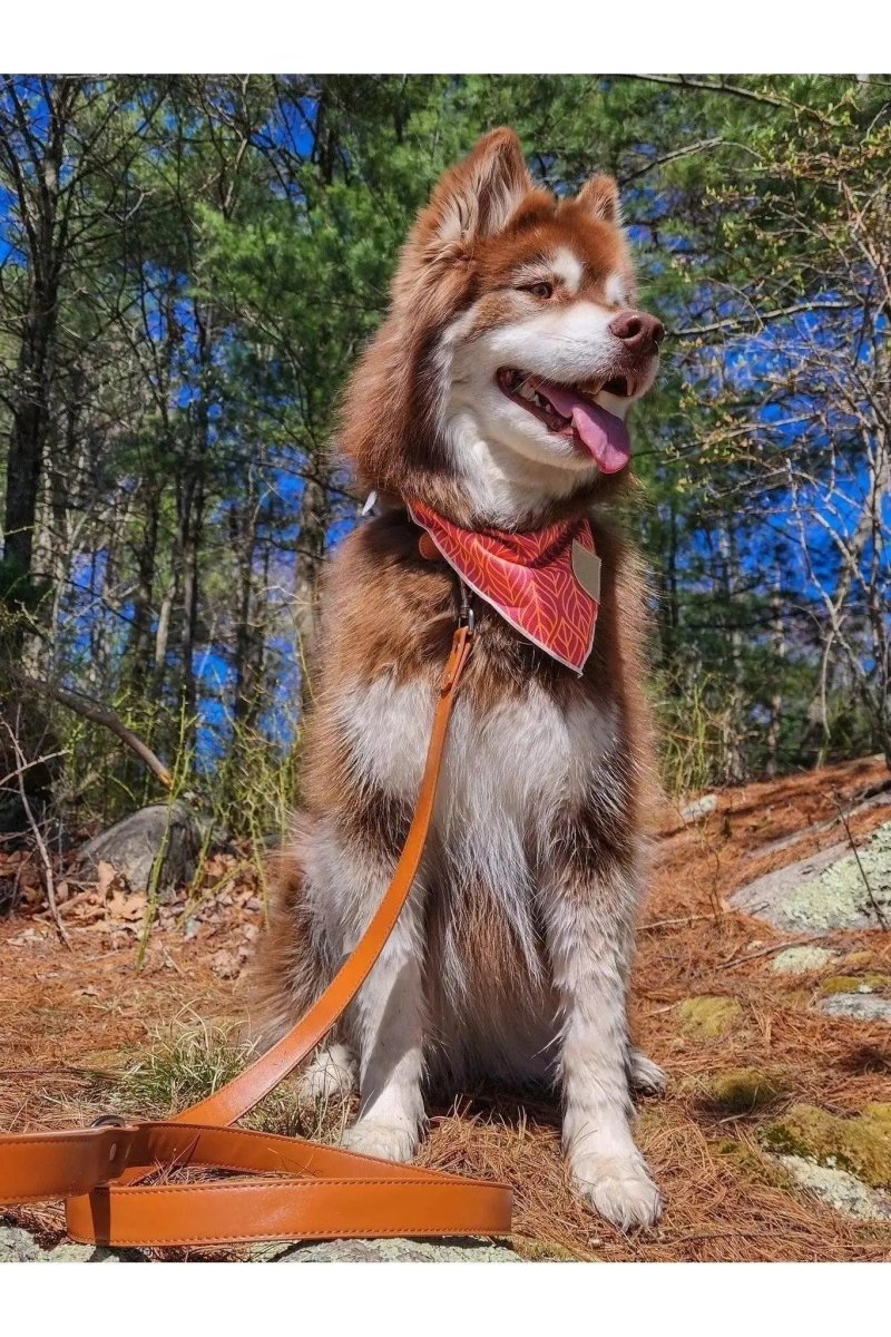 Leather Dog Leash - The Snag Bin