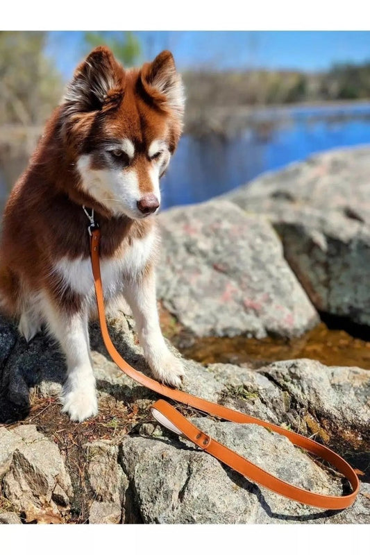 Leather Dog Leash - The Snag Bin