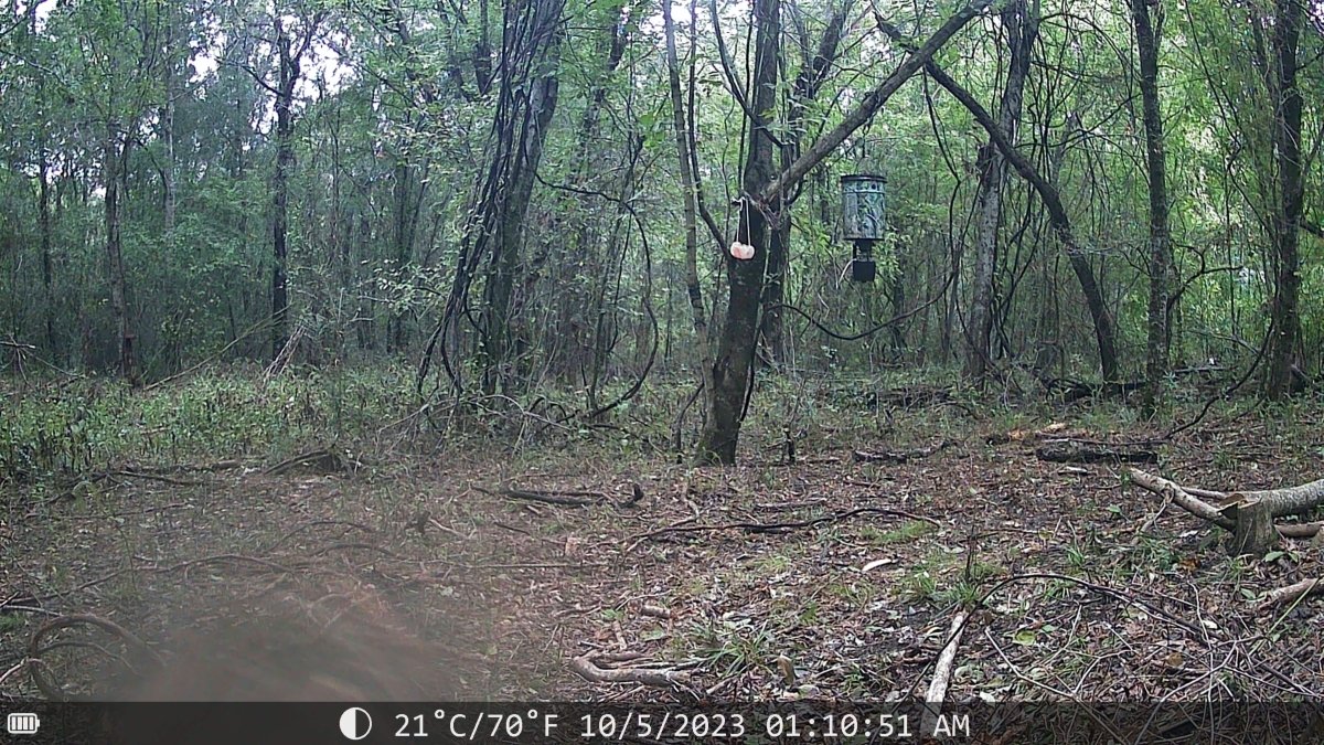 Night Vision Trail Camera - The Snag Bin