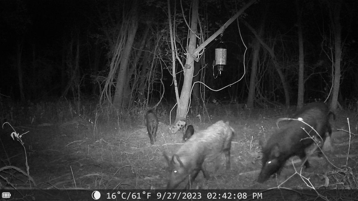 Night Vision Trail Camera - The Snag Bin