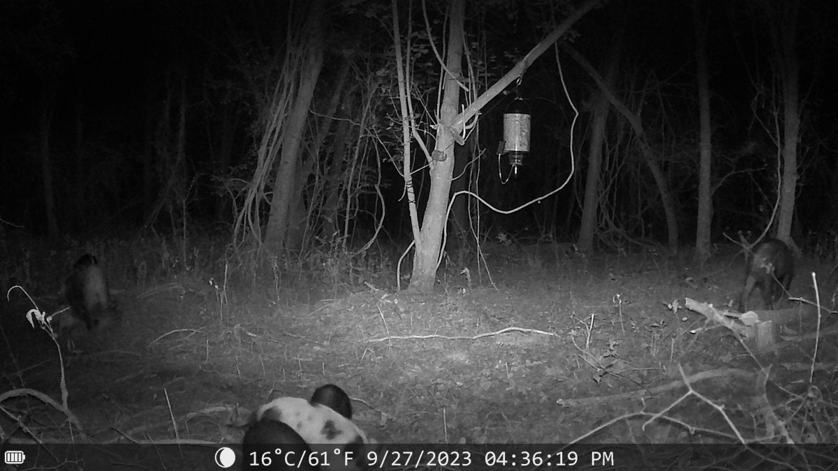 Night Vision Trail Camera - The Snag Bin