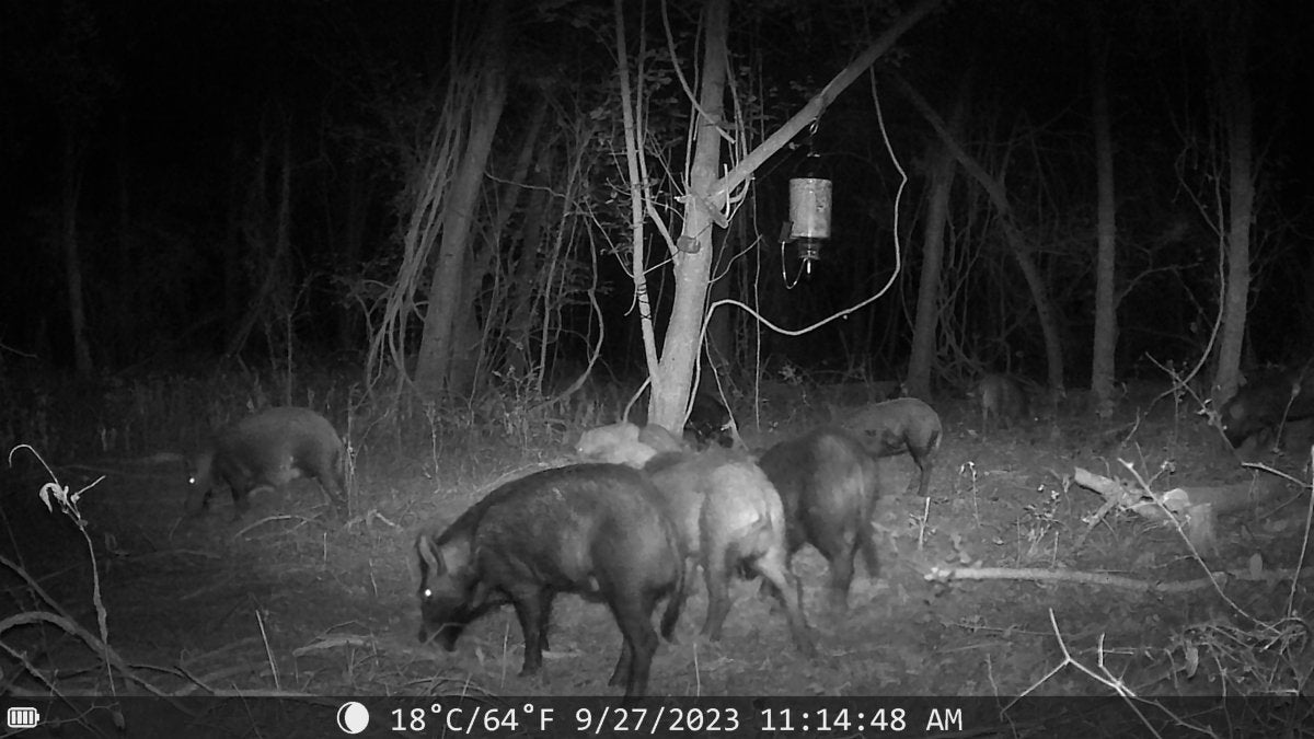 Night Vision Trail Camera - The Snag Bin