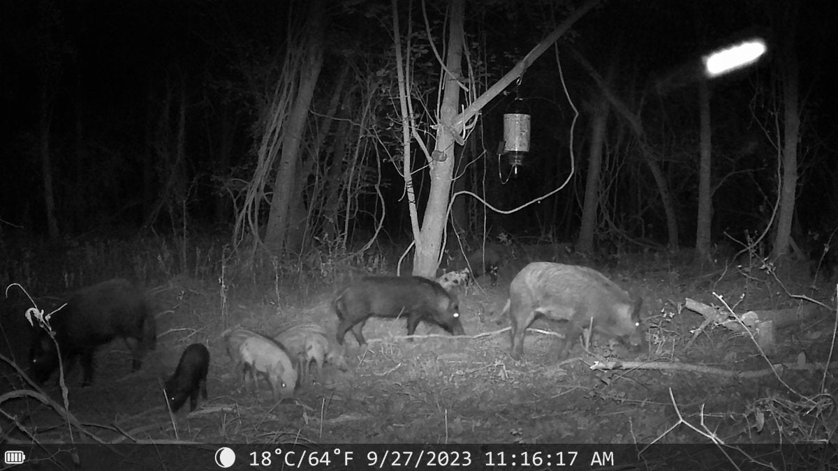 Night Vision Trail Camera - The Snag Bin