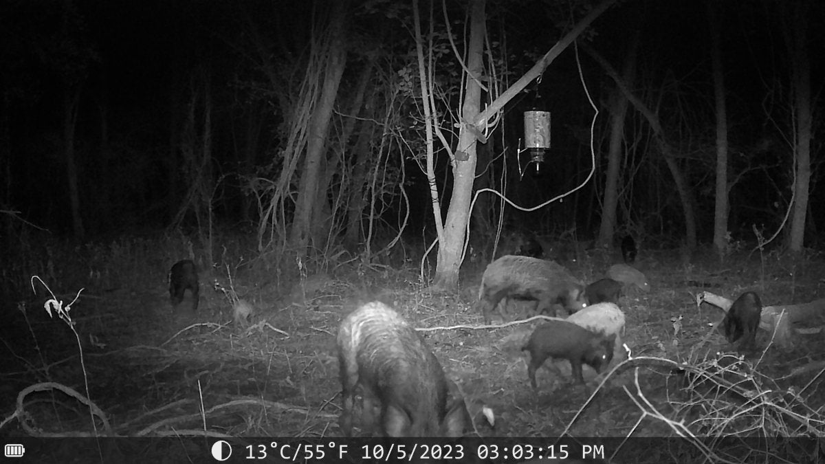 Night Vision Trail Camera - The Snag Bin