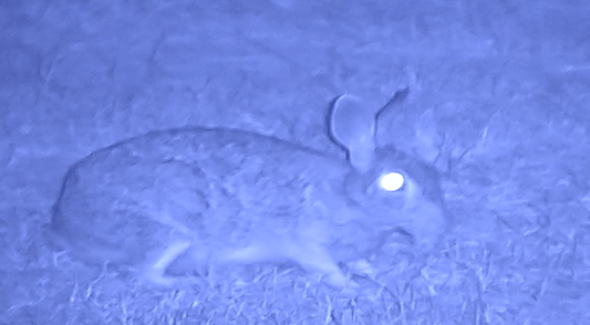 NVx7 Digital Night Sight - The Snag Bin