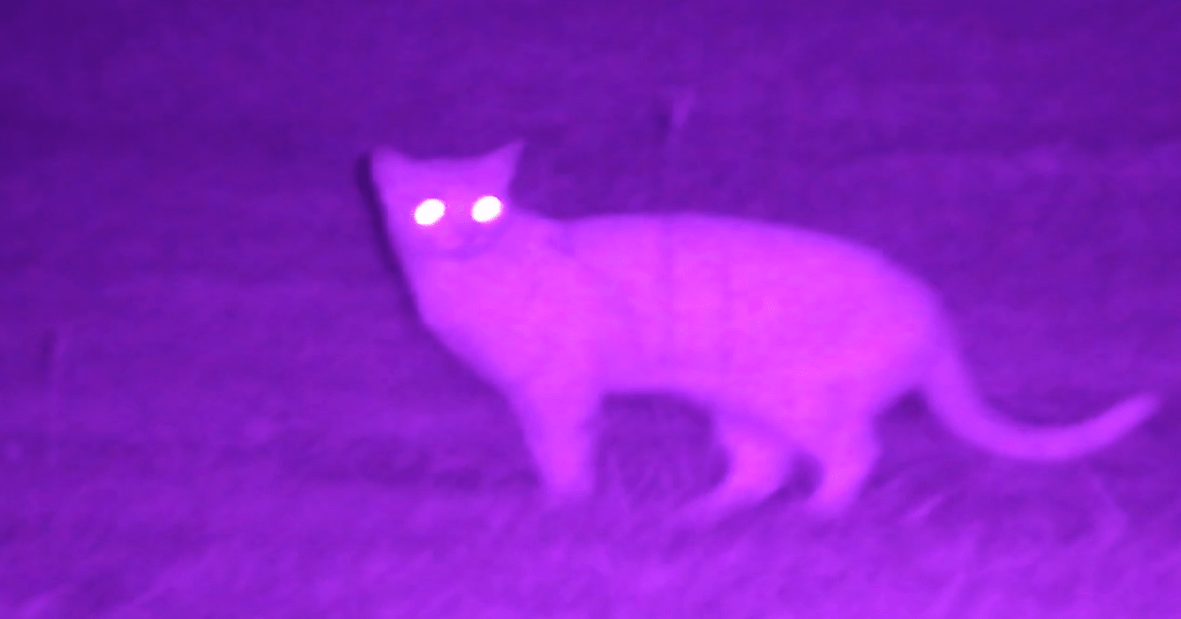 NVx7 Digital Night Sight - The Snag Bin