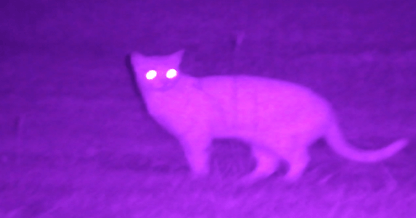 NVx7 Digital Night Sight - The Snag Bin