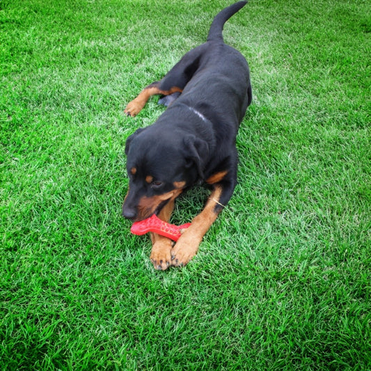 Rubber Bone - The Snag Bin