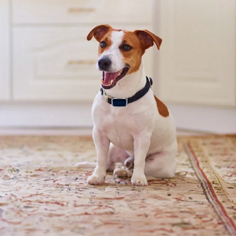 Smart GPS pet tracker: - The Snag Bin