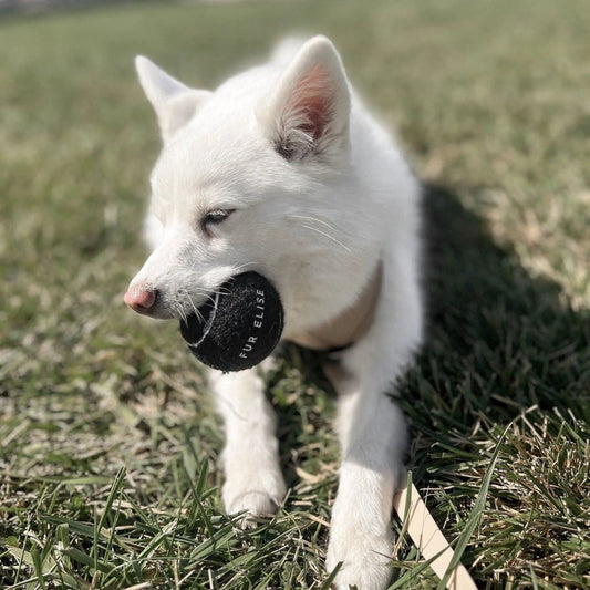 So Fetch! Tennis Ball - Noir - The Snag Bin