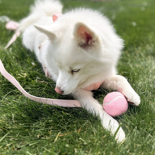 So Fetch! Tennis Ball - Rose - The Snag Bin