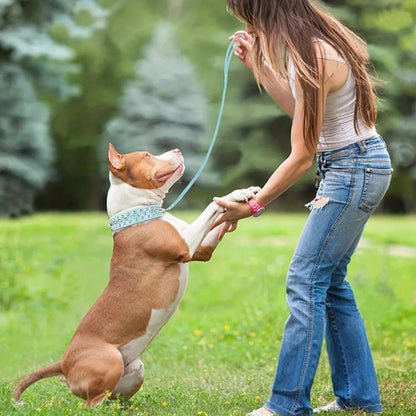 Spiked Dog Collar - The Snag Bin