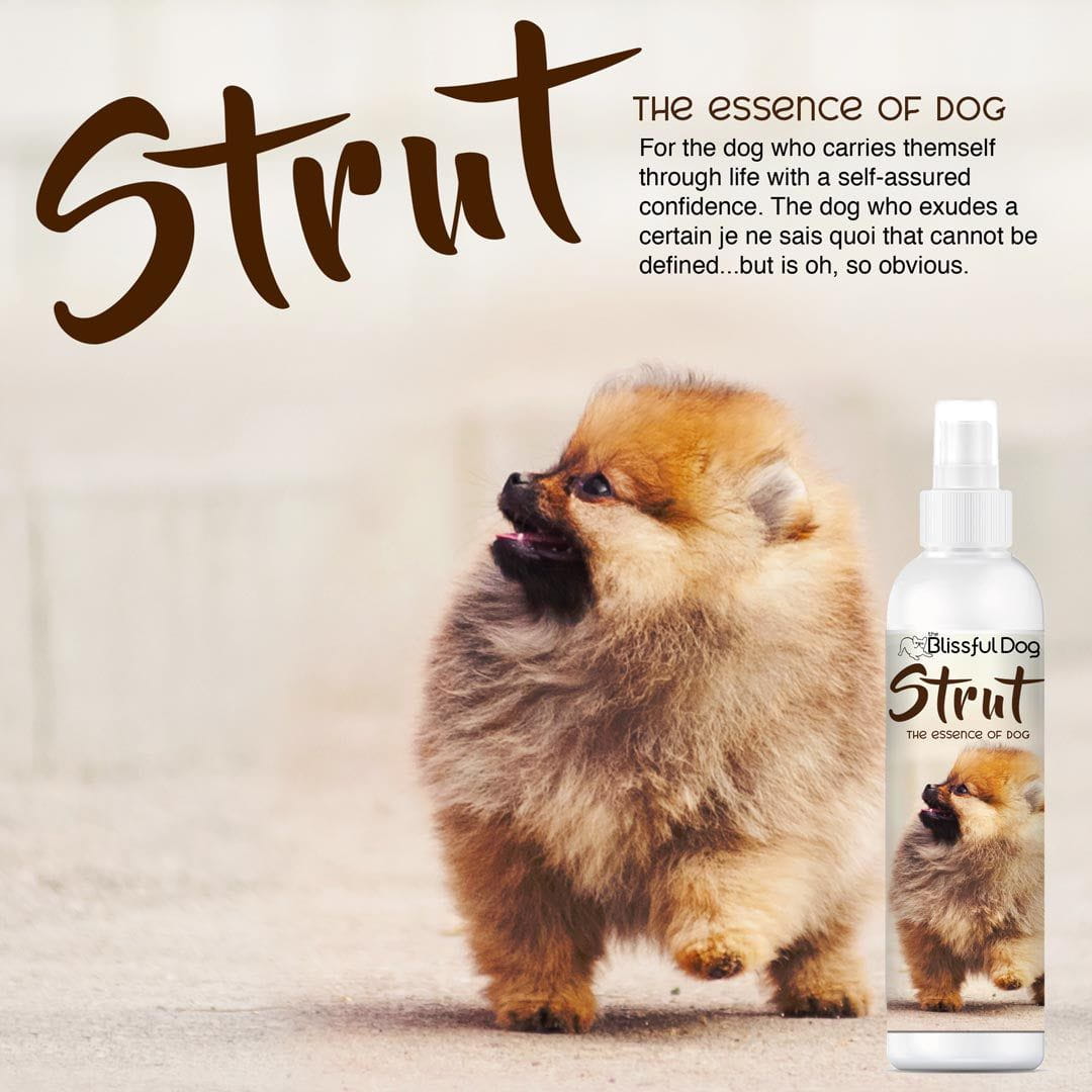 Strut Dog Cologne - The Snag Bin