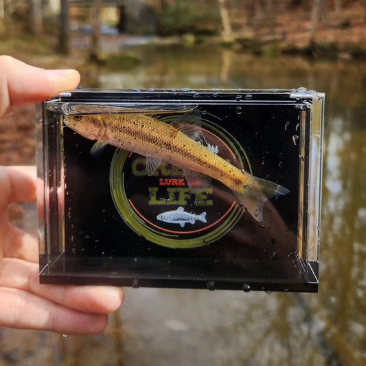 The Crick Chamber Fish Photo Box - The Snag Bin