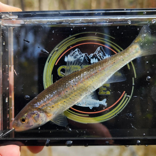 The Crick Chamber Fish Photo Box - The Snag Bin