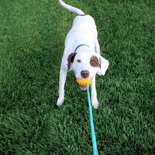 Treat n Chew Rope Toy - The Snag Bin