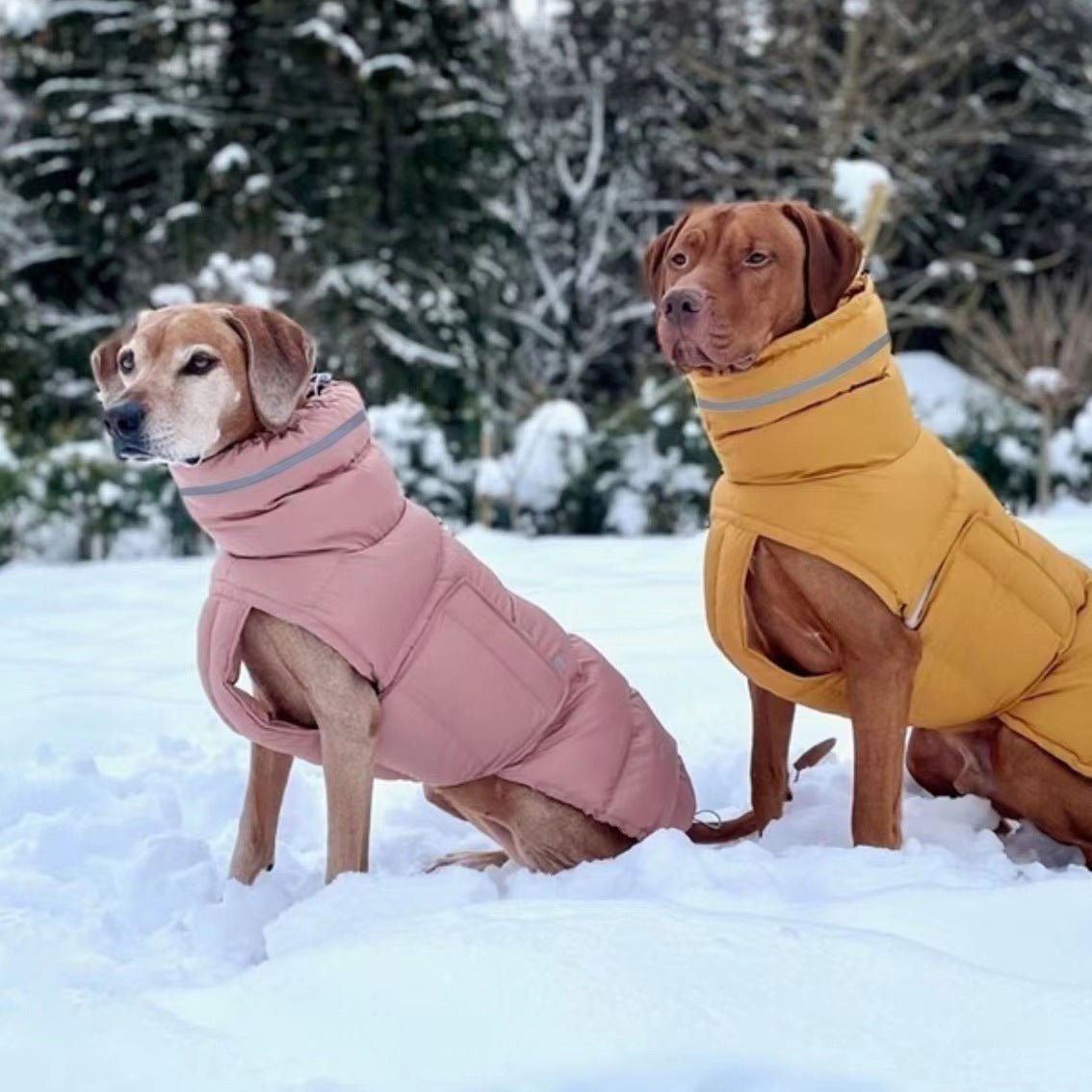 Two leg coat - The Snag Bin