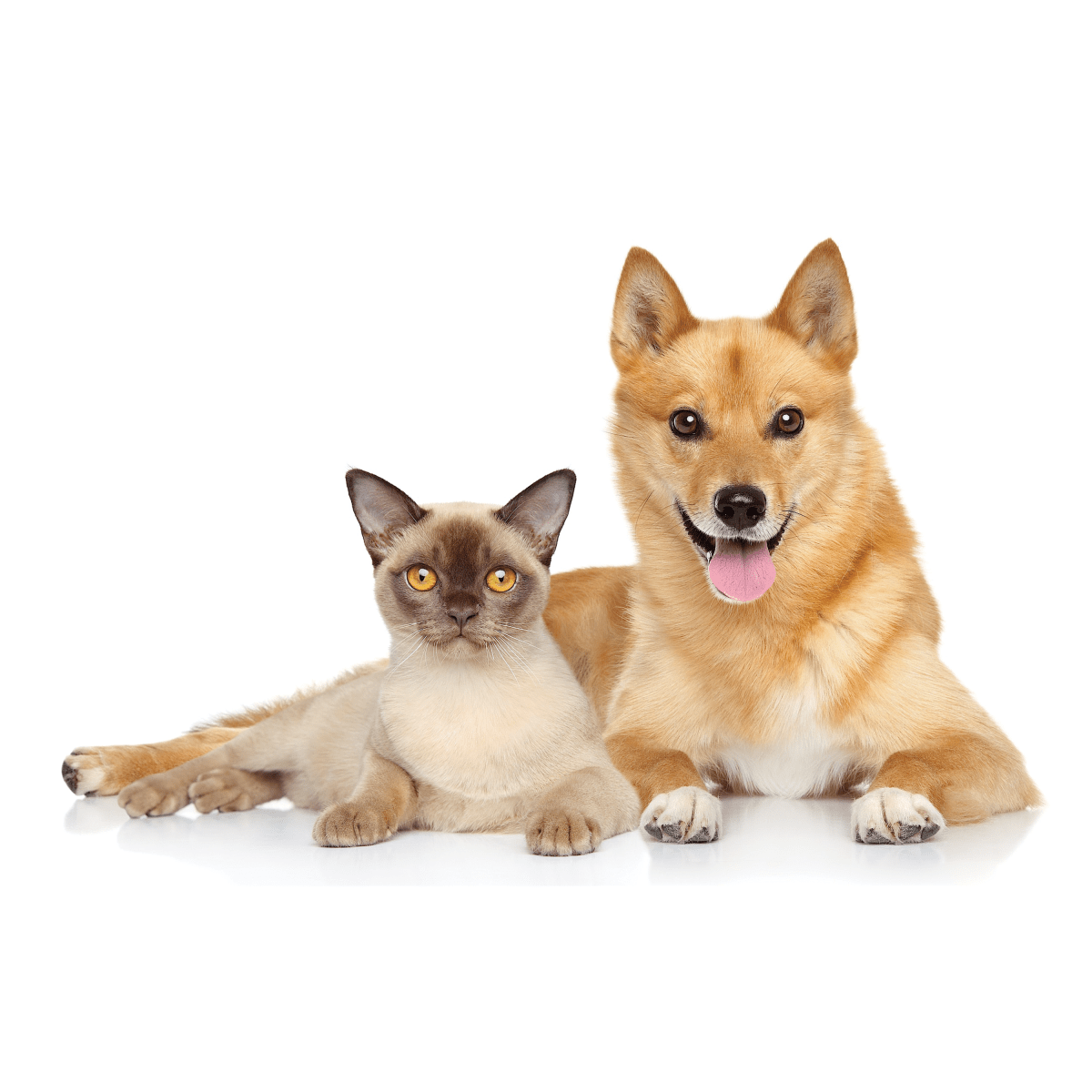 UBAVET Ubacalm Calming and Stress Relief Soft Dog Chews - The Snag Bin