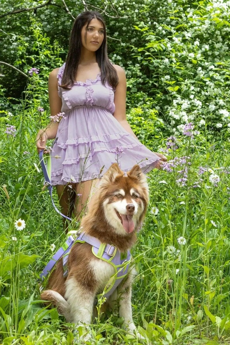 Ultimate Dog Harness - The Snag Bin