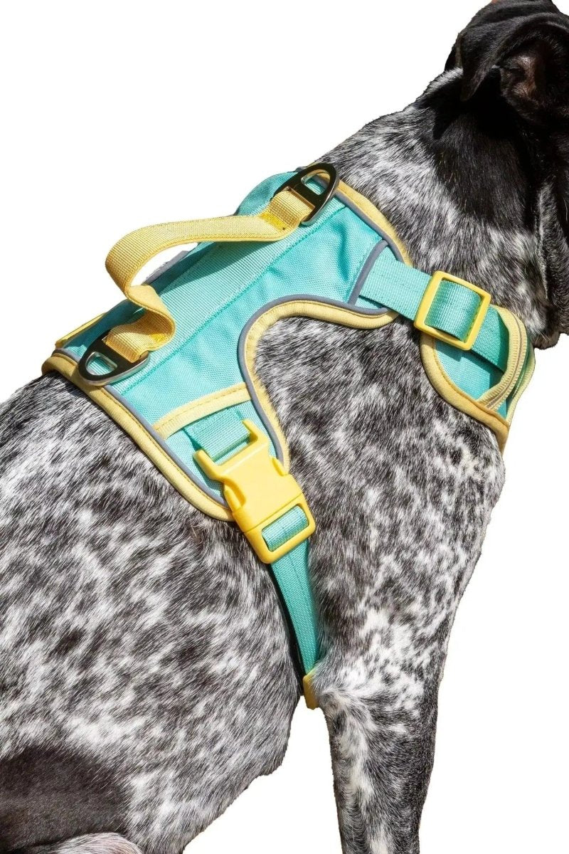 Ultimate Dog Harness - The Snag Bin