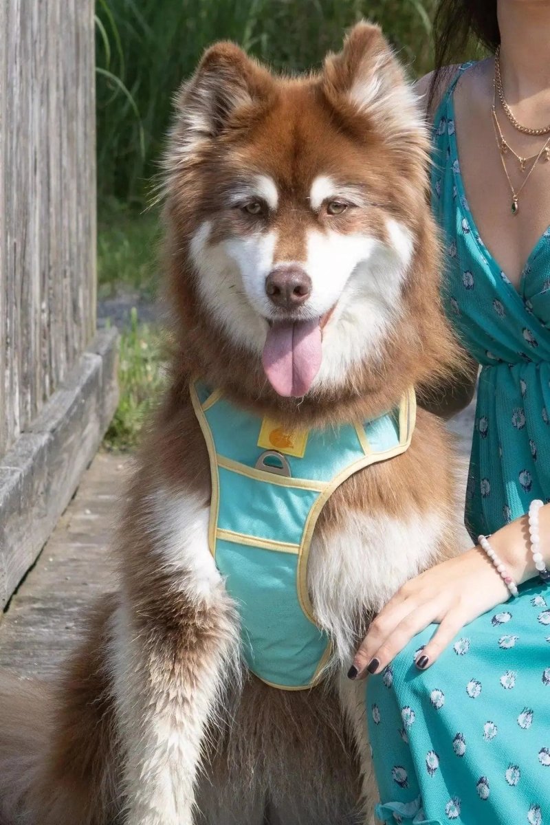 Ultimate Dog Harness - The Snag Bin