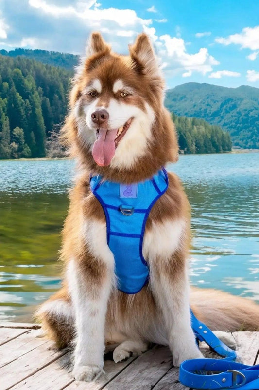 Ultimate Harness - The Snag Bin