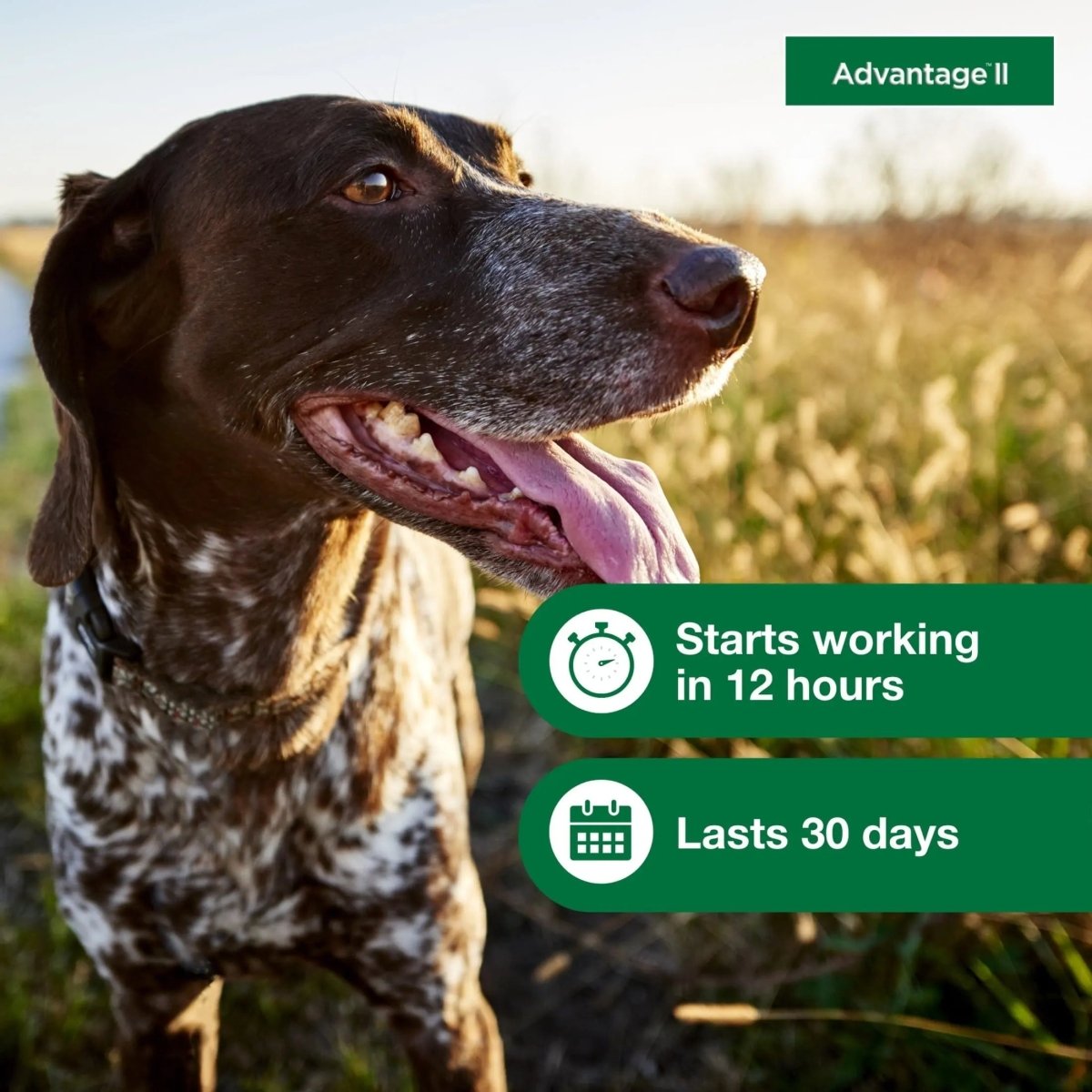 Vet - Recommended Flea Prevention for Medium Dogs 11 - 20 Lbs, 6 - Monthly Treatments - The Snag Bin