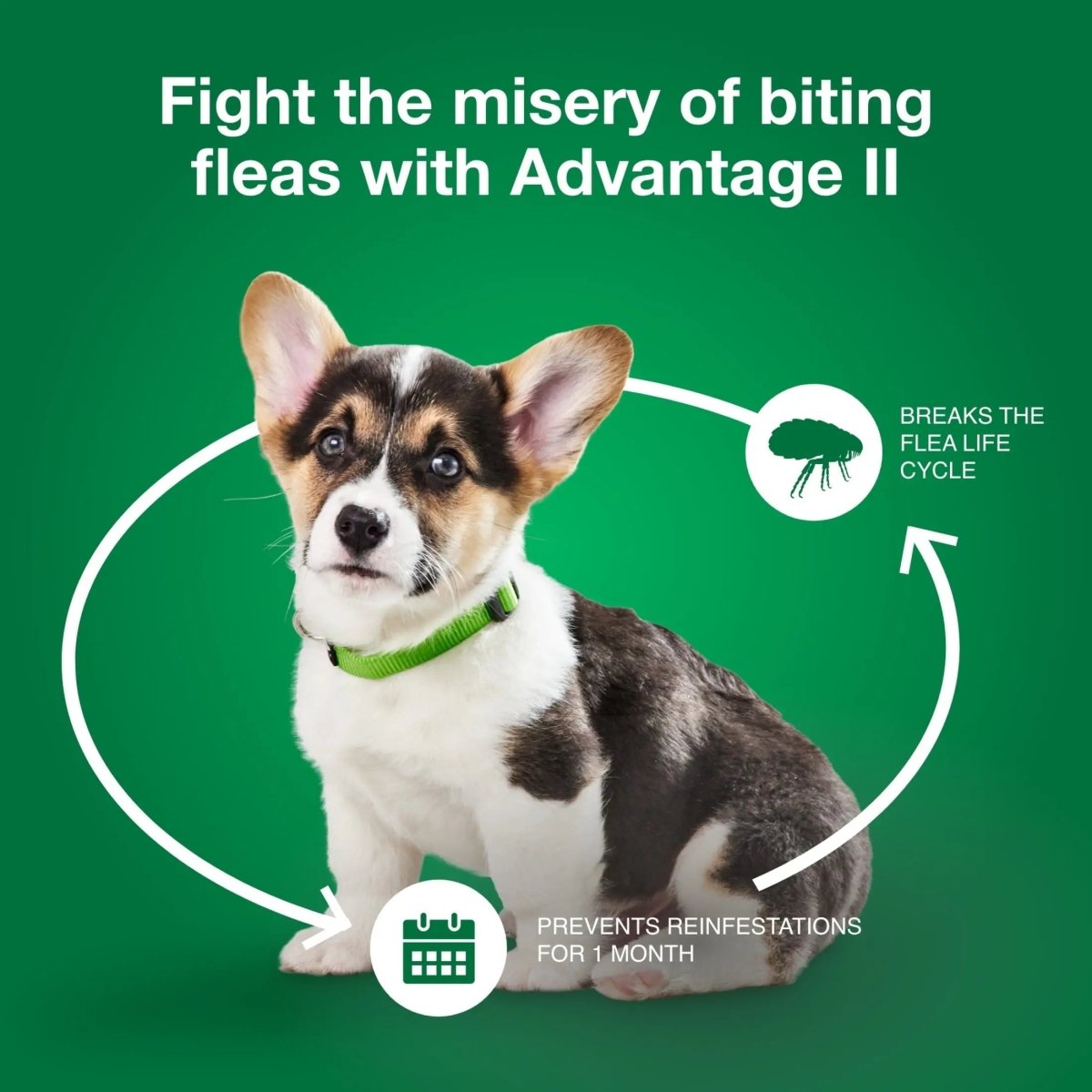 Vet - Recommended Flea Prevention for Small Dogs 3 - 10 Lbs, 6 - Monthly Treatments - The Snag Bin