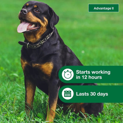 Vet - Recommended Flea Prevention for XL Dogs 55 Lbs+, 6 - Monthly Treatments - The Snag Bin