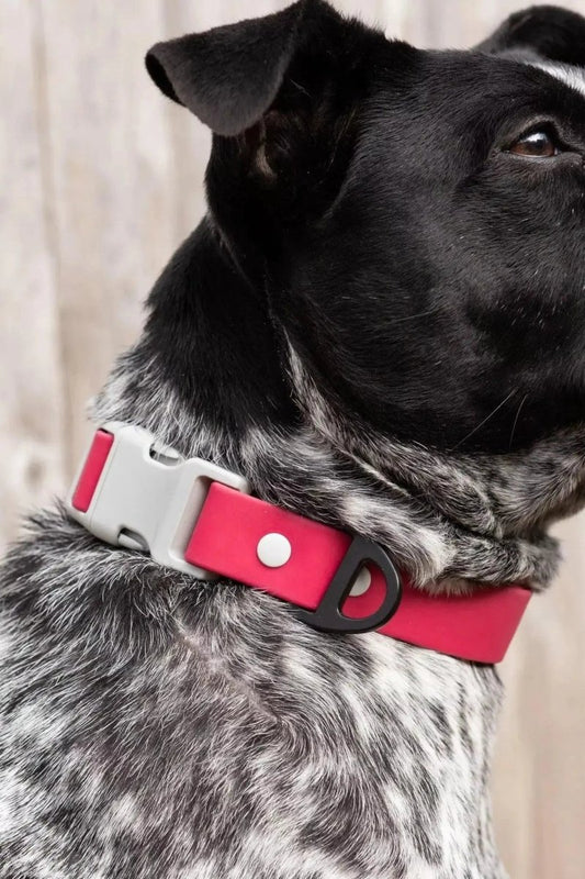 Waterproof Dog Collar - The Snag Bin
