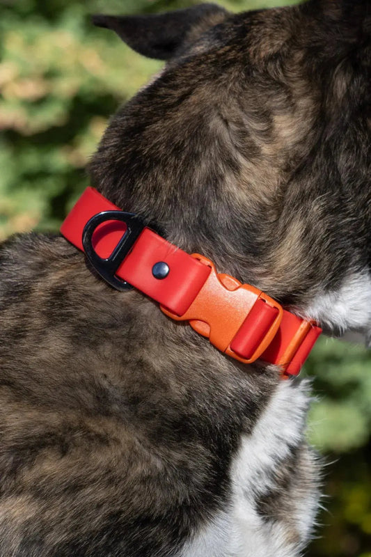 Waterproof Dog Collar - The Snag Bin