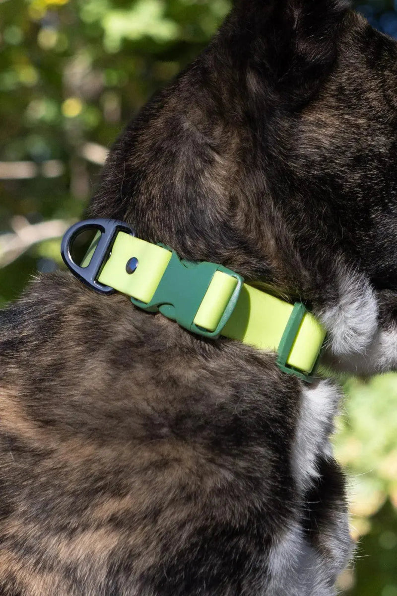 Waterproof Dog Collar - The Snag Bin