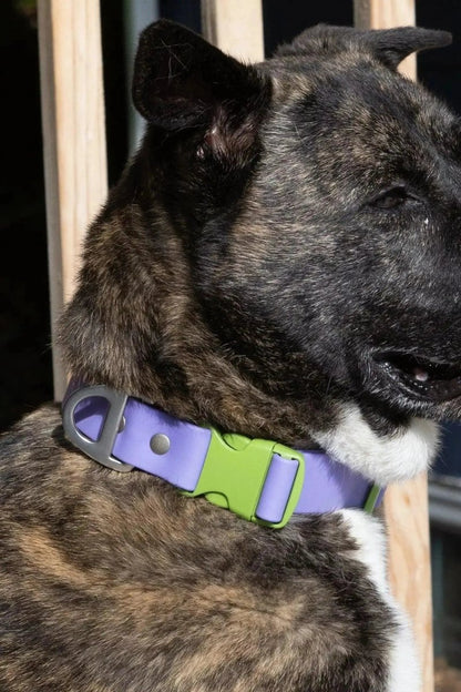 Waterproof Dog Collar - The Snag Bin