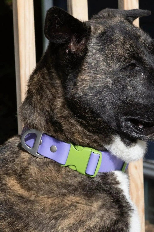 Waterproof Dog Collar - The Snag Bin