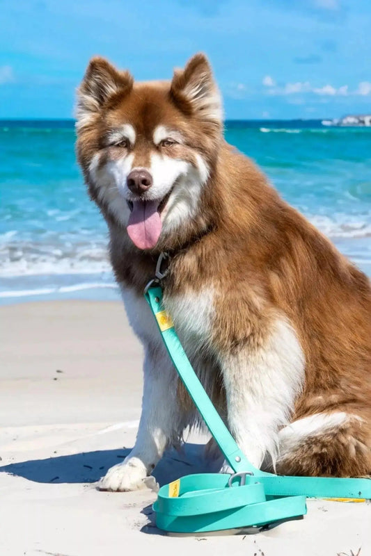 Waterproof Dog Leash - The Snag Bin