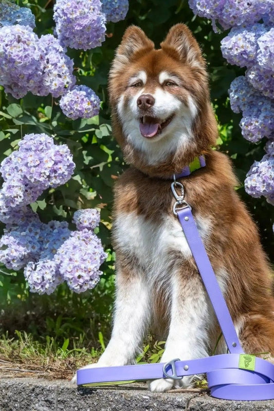 Waterproof Dog Leash - The Snag Bin