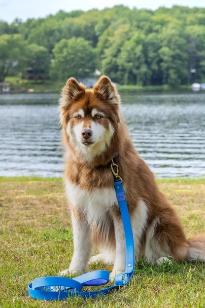 Waterproof Dog Leash - The Snag Bin