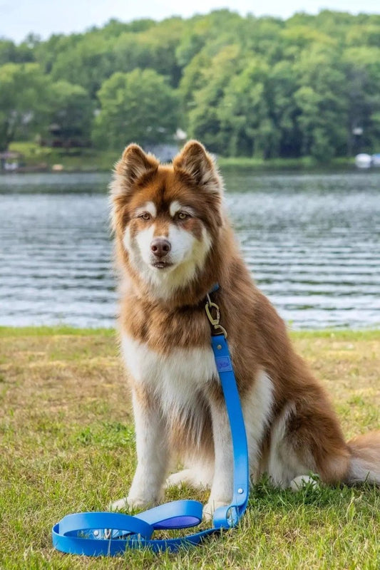 Waterproof Dog Leash - The Snag Bin