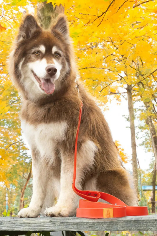 Waterproof Leash - The Snag Bin