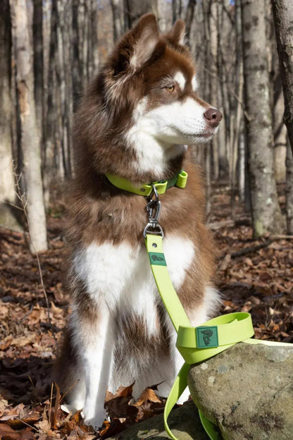 Waterproof Leash - The Snag Bin