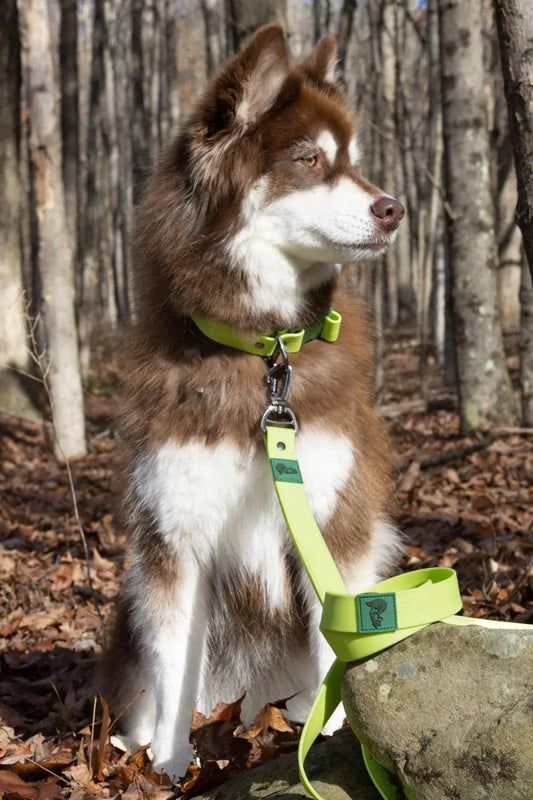 Waterproof Leash - The Snag Bin