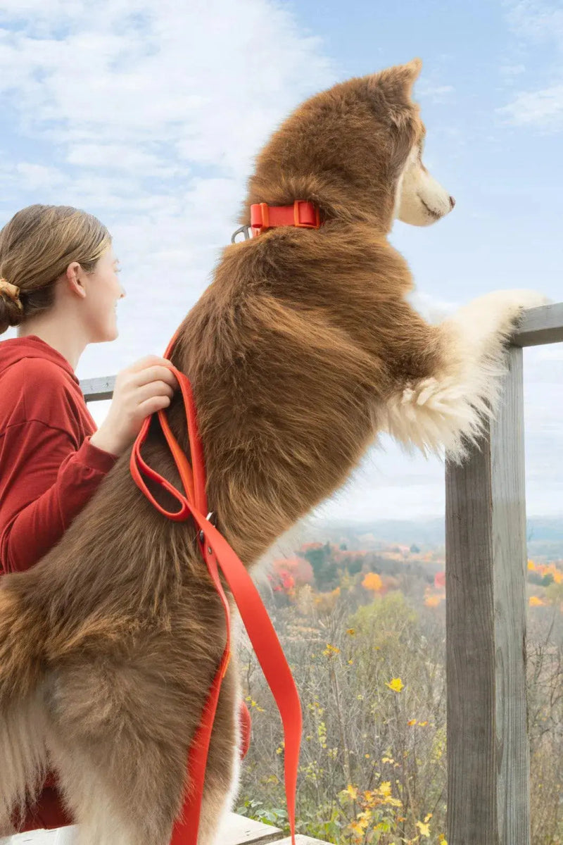 Waterproof Leash - The Snag Bin
