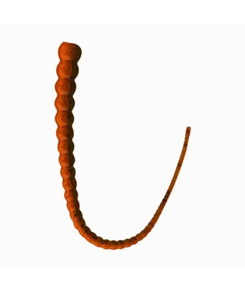 Whip Worm - The Snag Bin